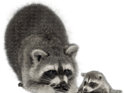 raccoon bp - zadarmo png