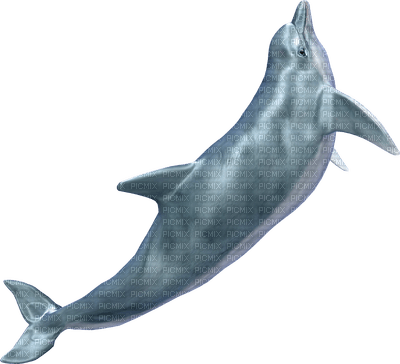 delfin - ingyenes png