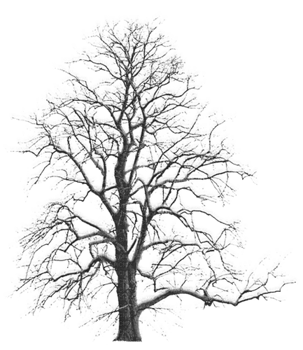 vinter--träd-----winter--tree - бесплатно png