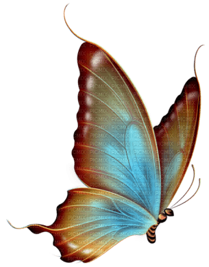 dulcineia8 borboletas - бесплатно png