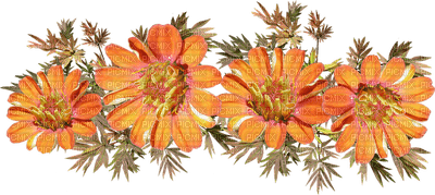 kukka, fleur, flower - ingyenes png