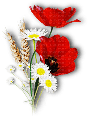 soave deco flowers poppy daisy spring branch - gratis png