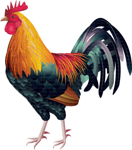 ROOSTER - 無料png