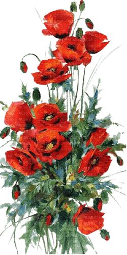 red poppies - 免费PNG