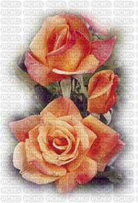 Blume, fleur, flower, rose - ücretsiz png
