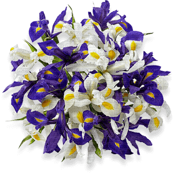 lilies Nitsa Papacon - png gratis