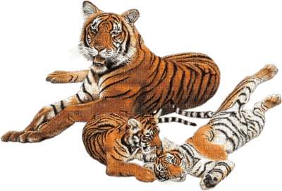 tigers - png ฟรี
