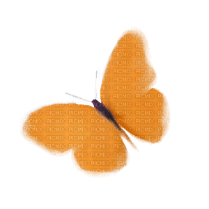 butterfly - фрее пнг
