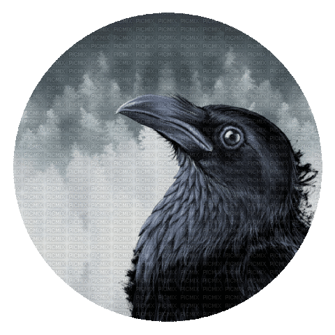 Raven WOW - GIF animate gratis