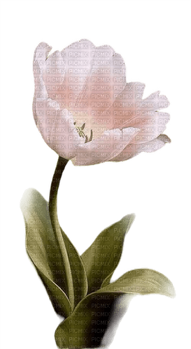 tulipe - nemokama png
