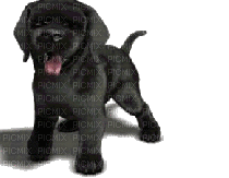 puppy - Gratis animeret GIF