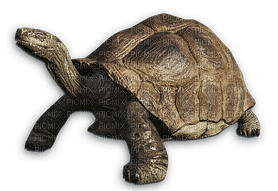 kilpikonna, turtle - kostenlos png
