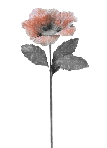 gala flowers - Free PNG