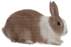 Kaz_Creations Rabbit - Free PNG