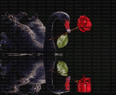 Cygne noir. - Free animated GIF