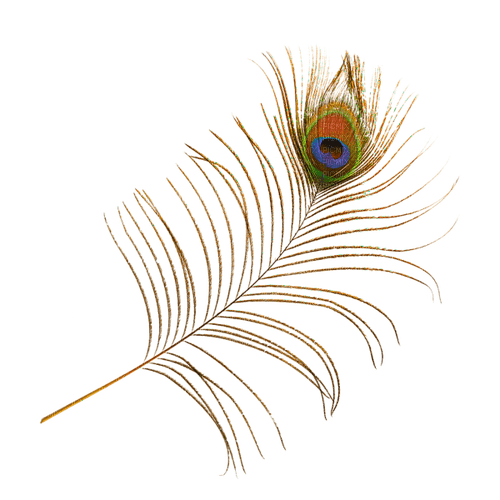 Peacock feather - ilmainen png