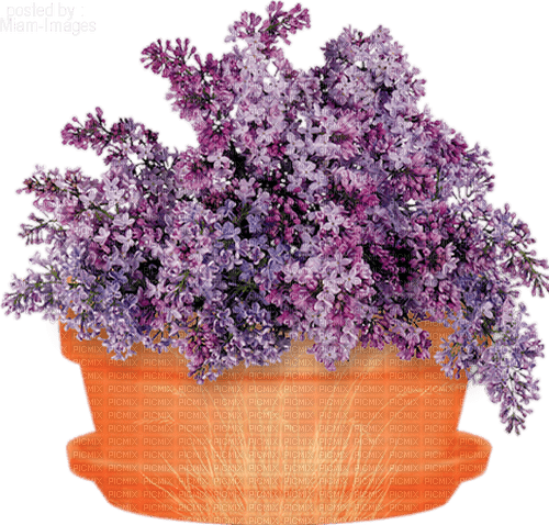 Flowers. Lilacs. Purple. Flowerpot. Vace. - PNG gratuit