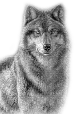 wolf katrin - besplatni png
