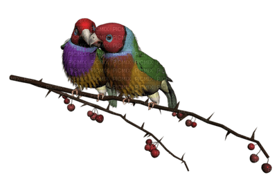 Kaz_Creations Birds Branch - PNG gratuit