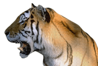 tiger bp - ücretsiz png