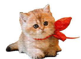 gato navidad gif dubravka4 - GIF animate gratis