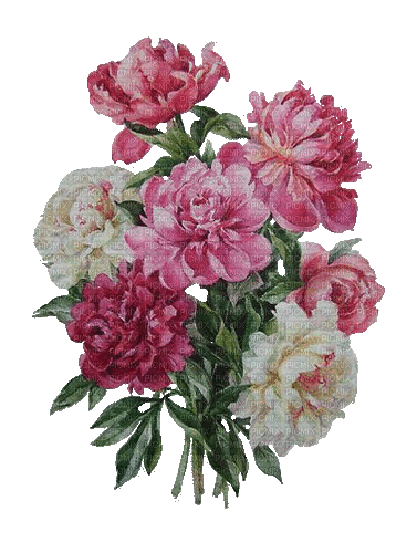 Peonien, Pink, Rosa, Weiß, Blumen - Animovaný GIF zadarmo