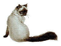 Nina cat - GIF animado grátis
