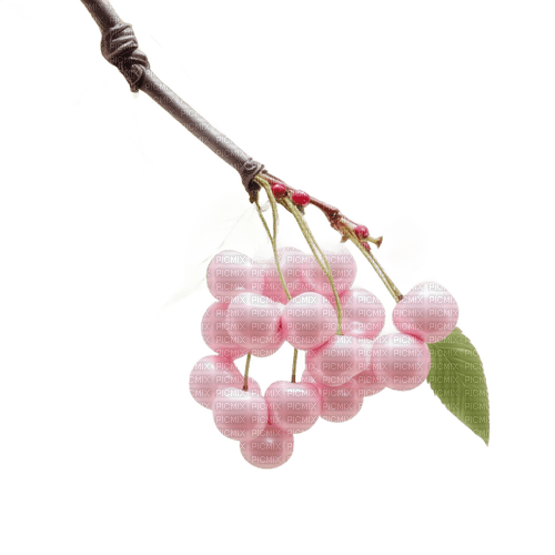 Sweet Cherry Branch - png ฟรี