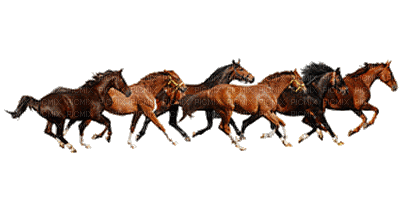 horse. horses bp - Besplatni animirani GIF