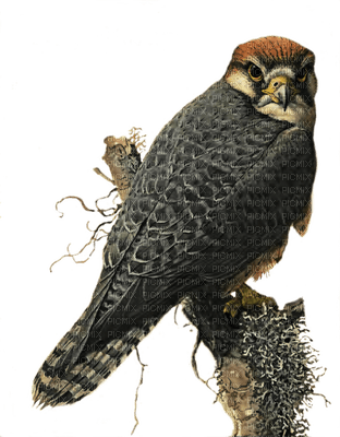 Kaz_Creations Birds Bird Owls Owl Hawk - PNG gratuit