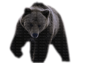 Kaz_Creations Bear - Free PNG