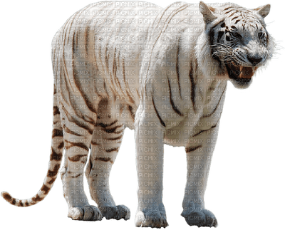 tiikeri, tiger - PNG gratuit