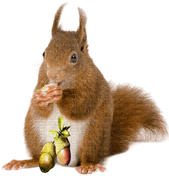 patymirabelle automne écureuils - png ฟรี
