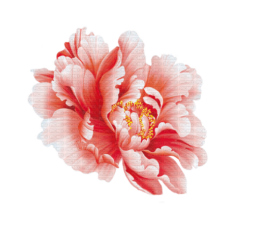 ✶ Flower {by Merishy} ✶ - zadarmo png