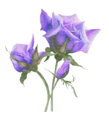 fleurs ( - besplatni png