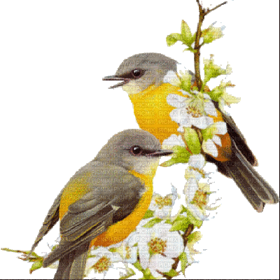 Oiseaux - 無料のアニメーション GIF