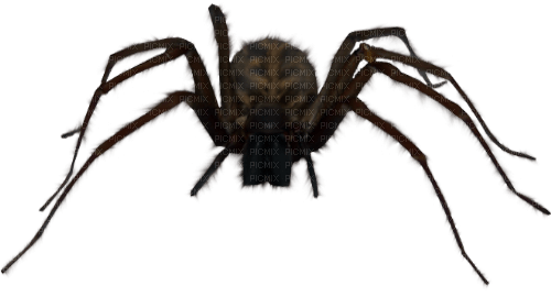 spider by nataliplus - kostenlos png