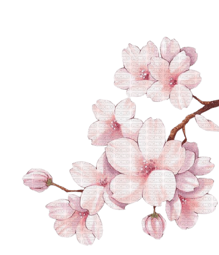 blossom - zadarmo png