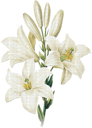 soave deco branch flowers spring lilies white - png ฟรี