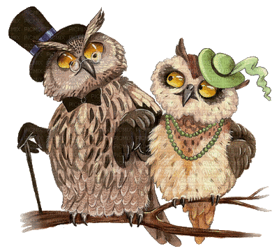 Owls - Δωρεάν κινούμενο GIF