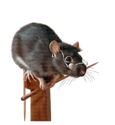 rat - GIF animado gratis