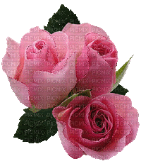 ruže - Besplatni animirani GIF