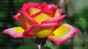 rose jaune - ingyenes png