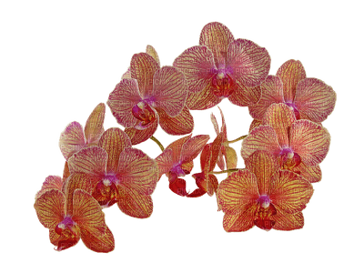 orquideas-l - gratis png