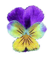 Viola PNG - png gratuito