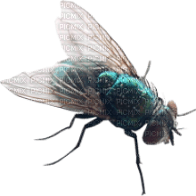 Kaz_Creations Fly - kostenlos png