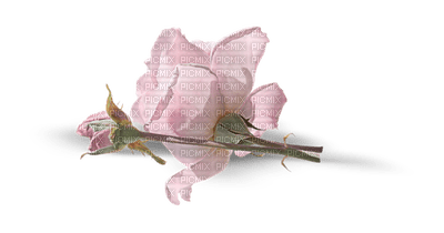 Flower, Flowers, Pink - Jitter.Bug.Girl - Free PNG