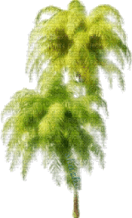 Пальмы - Darmowy animowany GIF