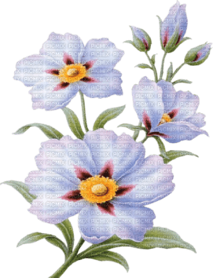 Flower Vintage - darmowe png