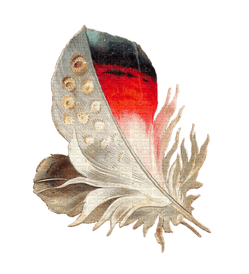 feathers bp - zdarma png